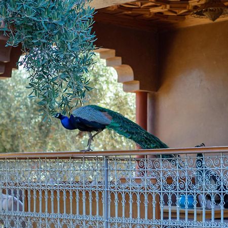 Ferme Sidi Safou & Spa Villa Marrakesh Exterior foto