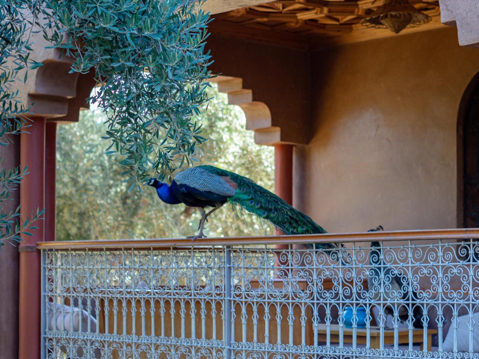 Ferme Sidi Safou & Spa Villa Marrakesh Exterior foto