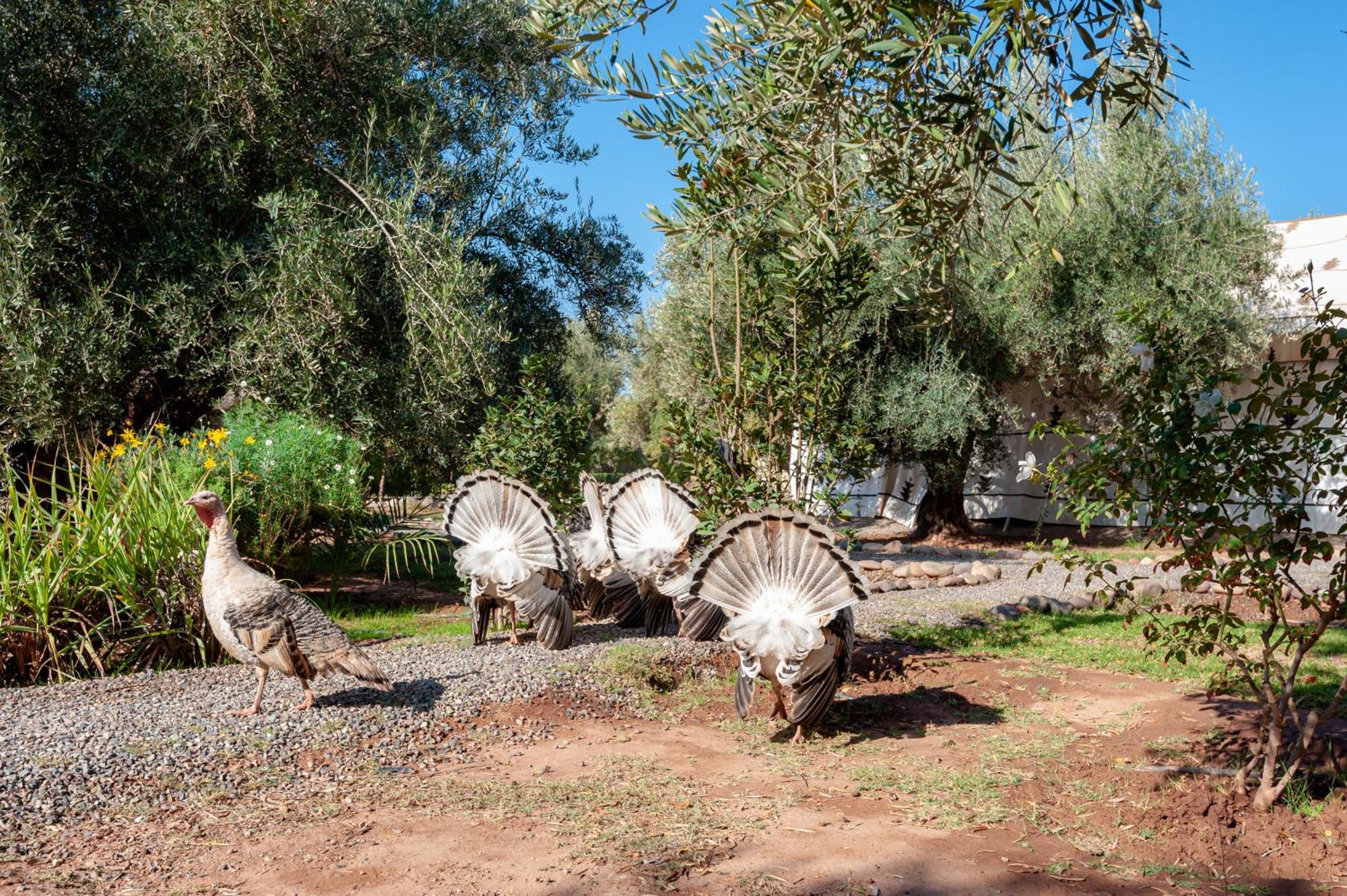 Ferme Sidi Safou & Spa Villa Marrakesh Exterior foto